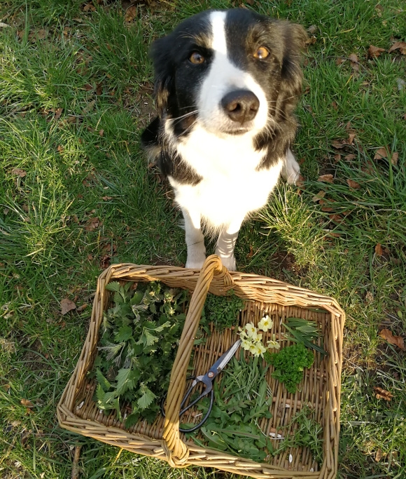 Foraging with Mollie